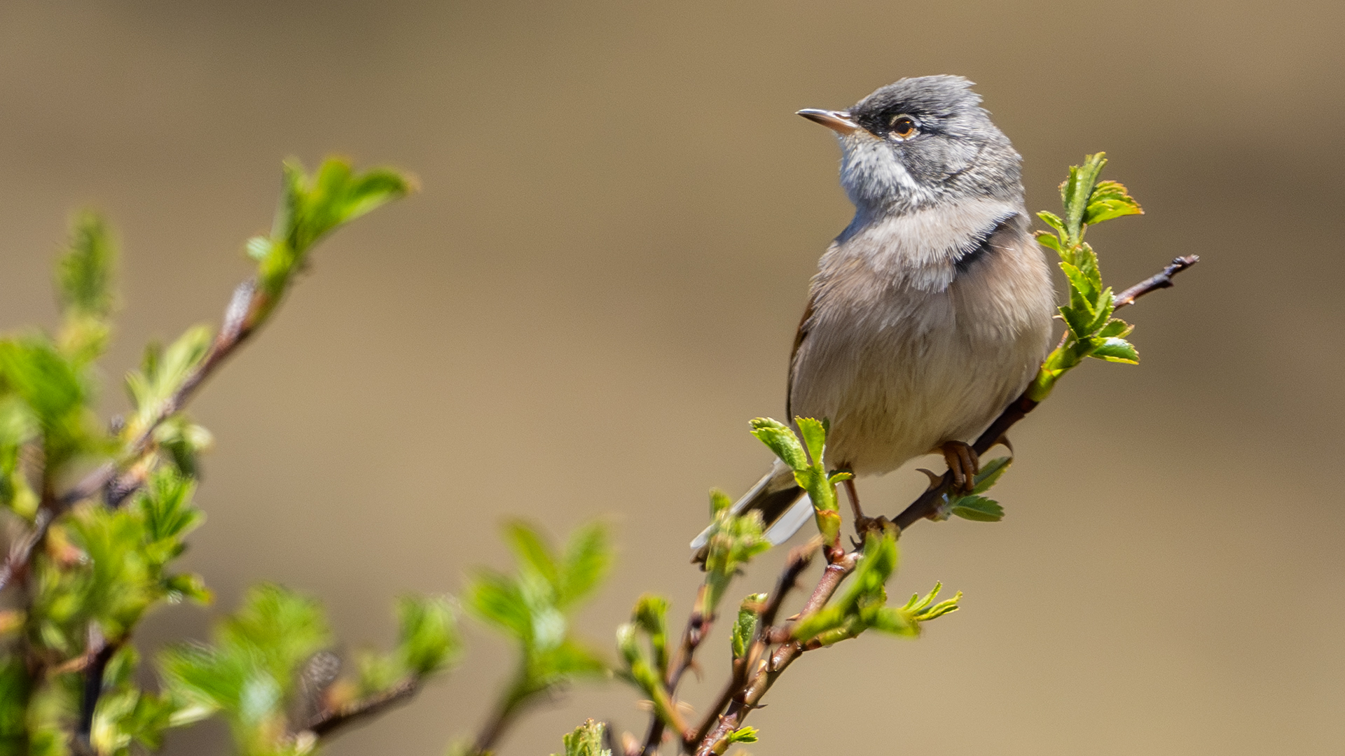 Spectacled Warbler — Ana fotoğraf